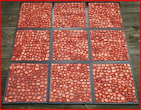 Dehydrating Stawberries Dehydrating Stawberries