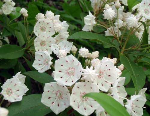 Blooming Mountain Laurel, Appalachian Trail