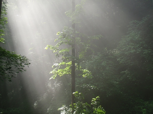 Light Streaming into cove on the Appalachian Trail near No Business Knob Shelter