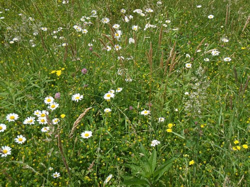 A field of daisies and purple flowers along the Appalachian Trail past Hogback Ridge Shelter