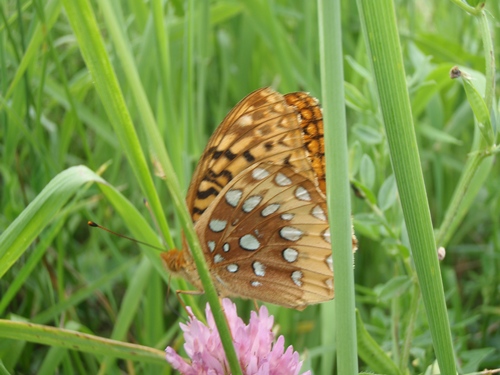 Butterfly on Purple Flower, Appalachian Trail