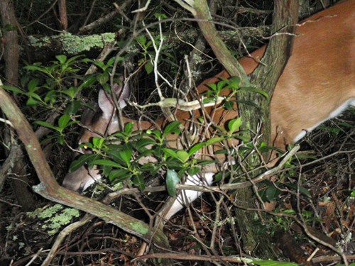 A deer walking on the Appalachian Trail in Great Smoky Mountains National Park