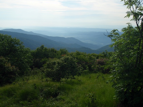 Silers Bald, Great Smoky Mountains National Park, Appalachian Trail. A meadow of green grass, wildflowers, and shrubs under wispy white clouds.