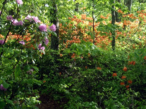 Rhododendron and flame azaleas in full bloom on the Appalachian Trail.
