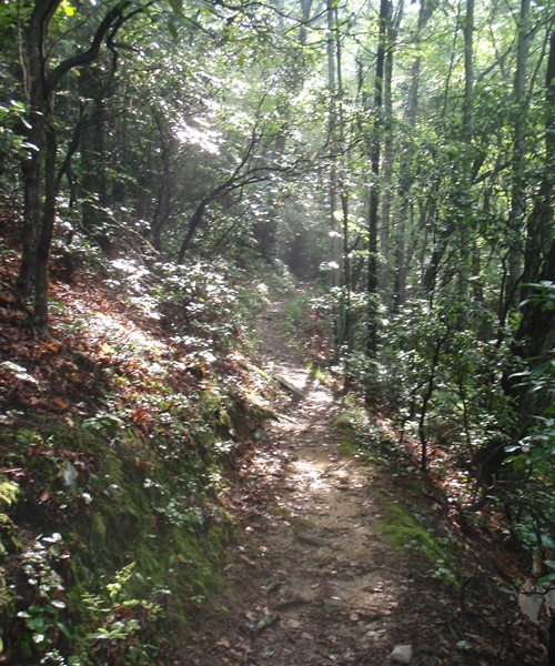 The Appalachian Trail leveled and descended the last three miles to Cable Gap Shelter, passing through rhododendron, mountain laurel, and flame azalea.