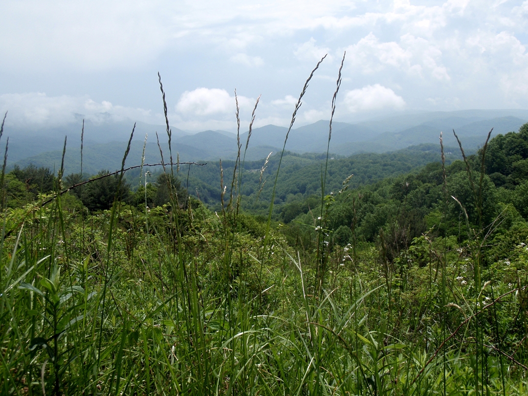 Blackberry shoots along Appalachian Trail