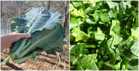 One bunch of collard greens (l), cut into smaller pieces (r).