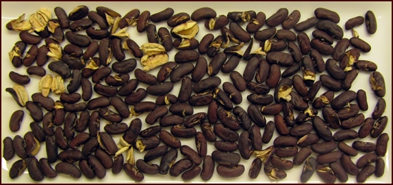 Dehydrated pressure cooked beans.