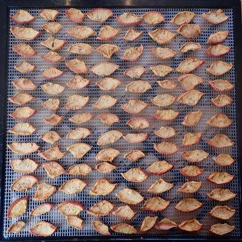 Dried apples on Excalibur dehydrator tray.