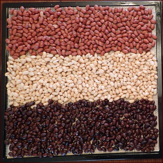 Red, white, and black beans on Excalibur dehydrator tray before dehydrating.
