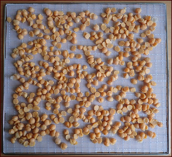 Chickpeas on dehydrator tray covered with silicone mesh sheet.