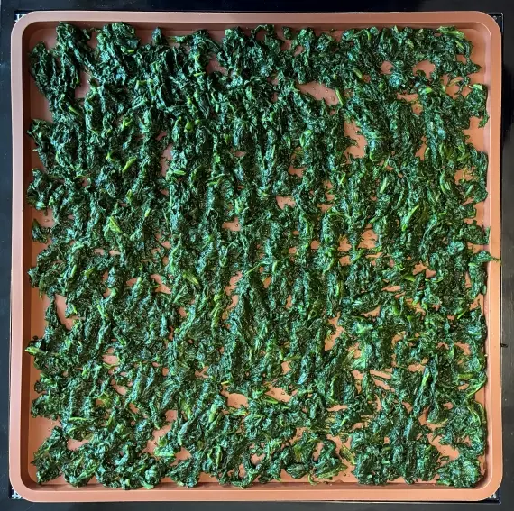 Dehydrating cooked spinach.
