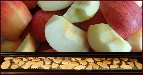 Dehydrating Fruit: Quarter and slice apples thinly. Dry @ 135 F for 8 - 12 hours.