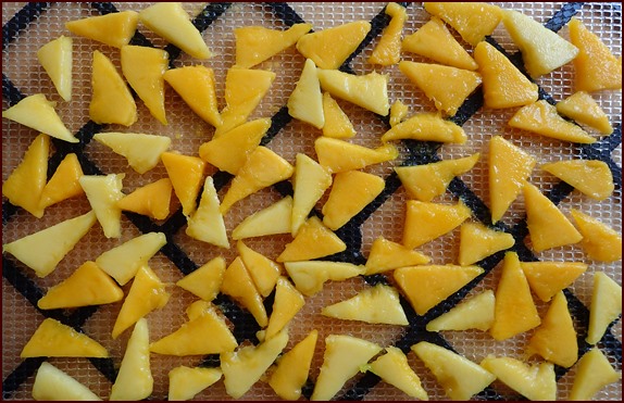 Photo shows mango pieces in a single layer on Excalibur dehydrator tray.