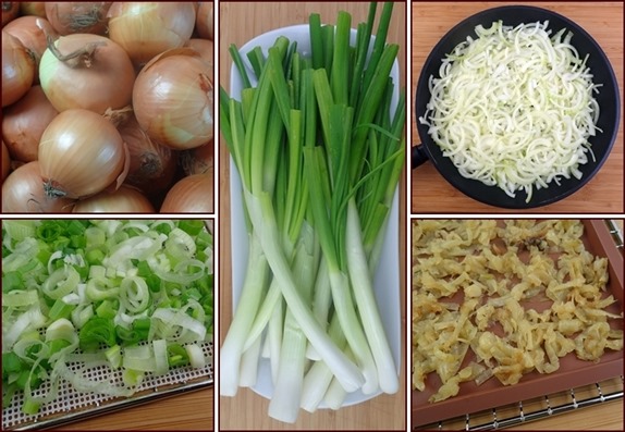 Dehydrating raw onions, caramelized onions, and green onions.