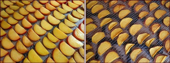Dehydrating peaches, before and after.