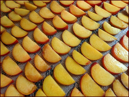 Sliced peaches on Excalibur dehydrator tray before dehydrating.