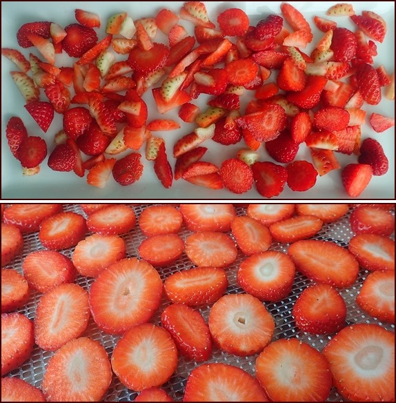 Top photo: Strawberry pieces for fruit leather. Bottom: Dehydrating Strawberry slices.