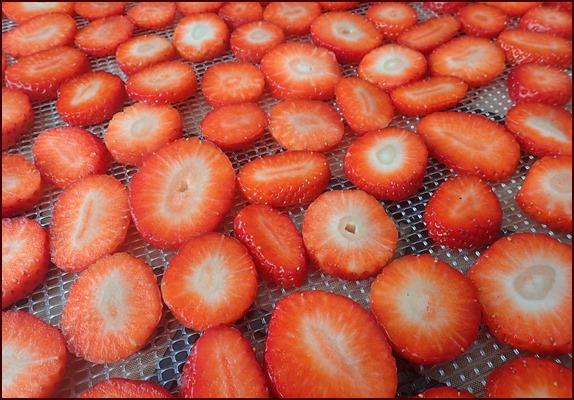 Dehydrating Strawberries: Slices on dehydrator tray.