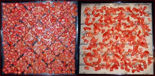 Dehydrating tomatoes: Sliced cherry tomatoes on left, diced tomatoes on right.