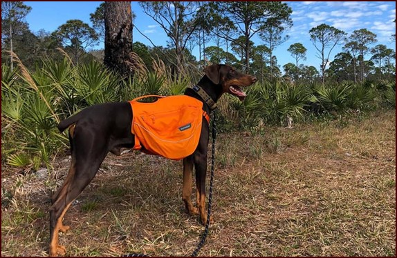 Rupert wearing Ruffwear dog pack.