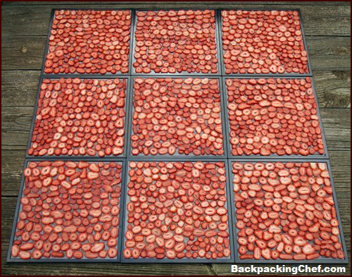 Dehydrating Stawberries with an Excalibur Food Dehydrator.