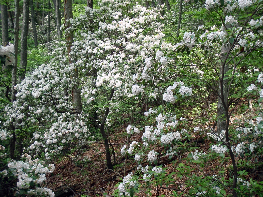 Spring Mountain, Appalachian Trail. Where the coves had favorable orientations to the sun, they bloomed white with mountain laurel.