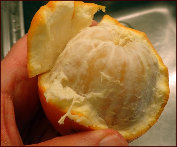 Peeling orange to be dried without skin or pith.