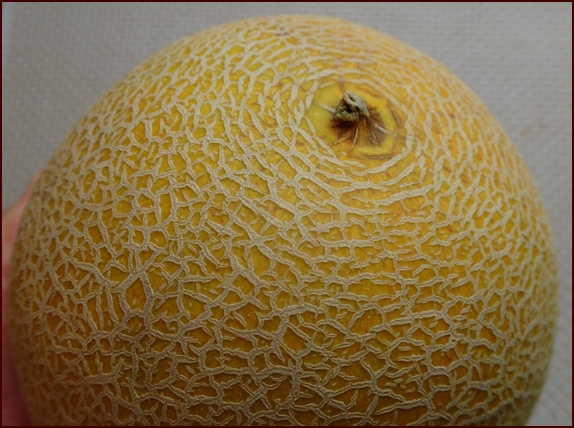 A ripe Galia cantaloupe ready for dehydrating.