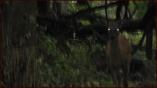 Deer on Appalachian Trail, Shenandoah National Park.