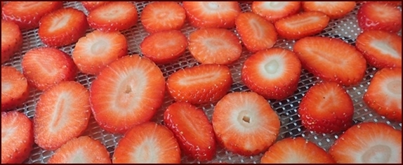 Sliced strawberries on dehydrator tray.