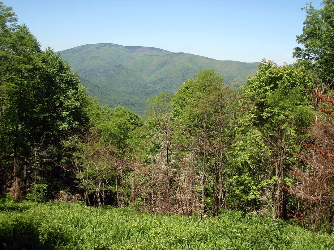 View of Unaka Mountain from the Appalachian Trail