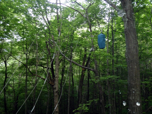 Bear Cables at Walnut Mountain Shelter, Appalachian Trail