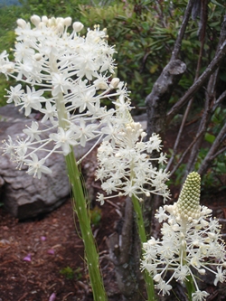 The Appalachian Trail went up to an exposed, rocky ridge where rhododendron and mountain laurel were in full bloom. Plants with sparkler-like white flowers ending in cone shapes.