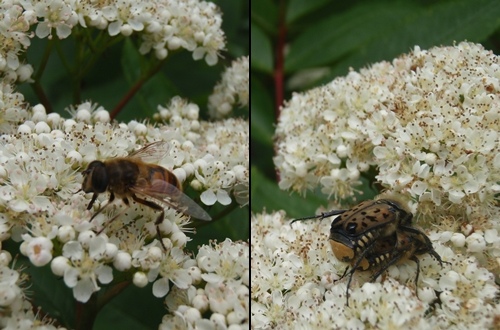 Tan-and-black beetles mating on beds of white flowers. Fuzzy bees and shiny bees spreading pollen with such abandonment that a heady floral scent lofted into the air.