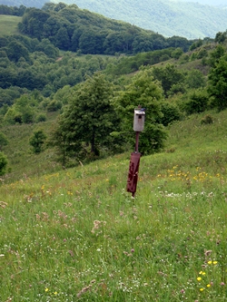 Bluebird perched on birdhouse in field near Max Patch, Appalachian Trail.