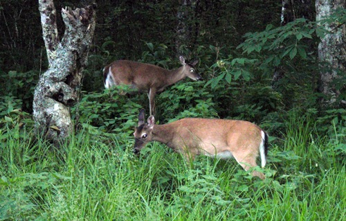 Deer grazing in front of Double Spring Gap Shelter on the Appalachian Trail. Great Smoky Mountains National Park.