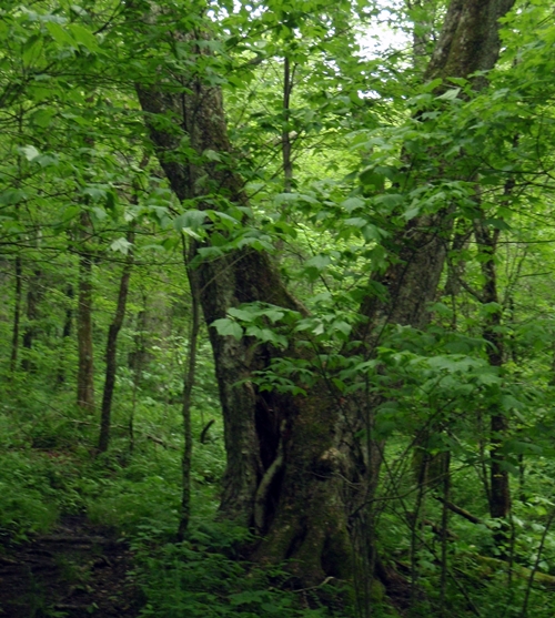 Old-growth forest of ash trees on the Appalachian Trail