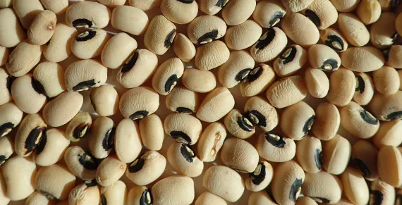 Black-eyed peas before cooking. Black-eyed peas before cooking.
