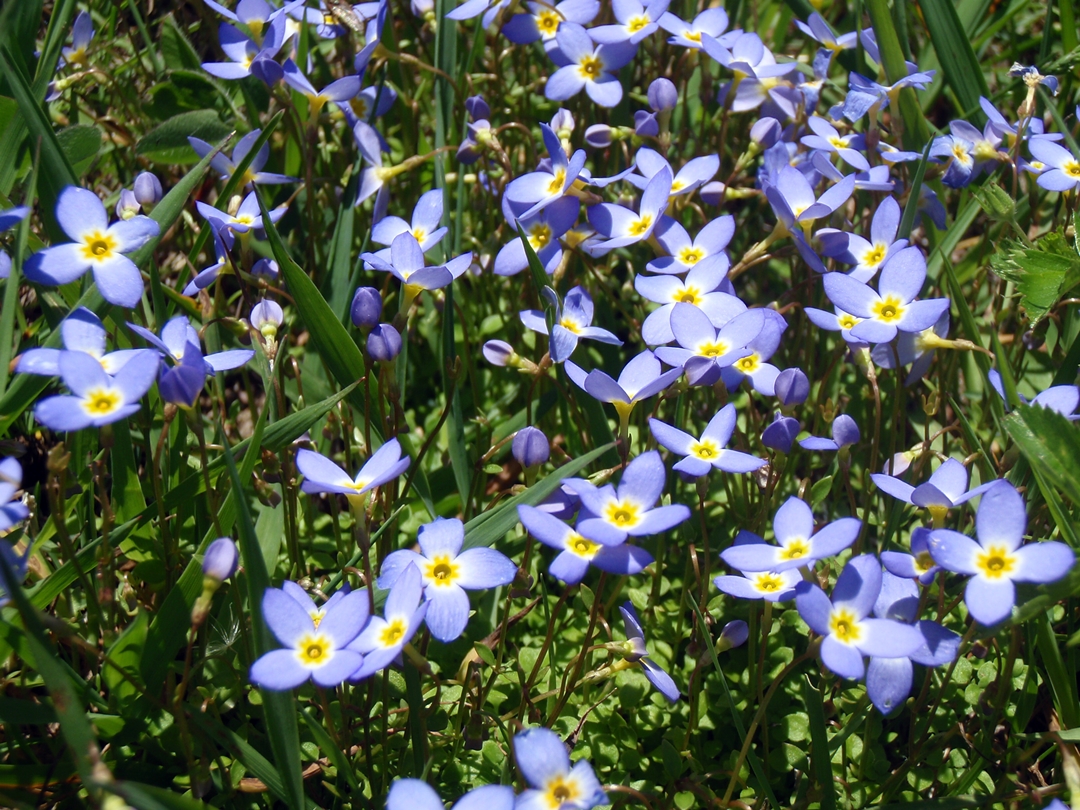 Bluets on Appalachian Trail