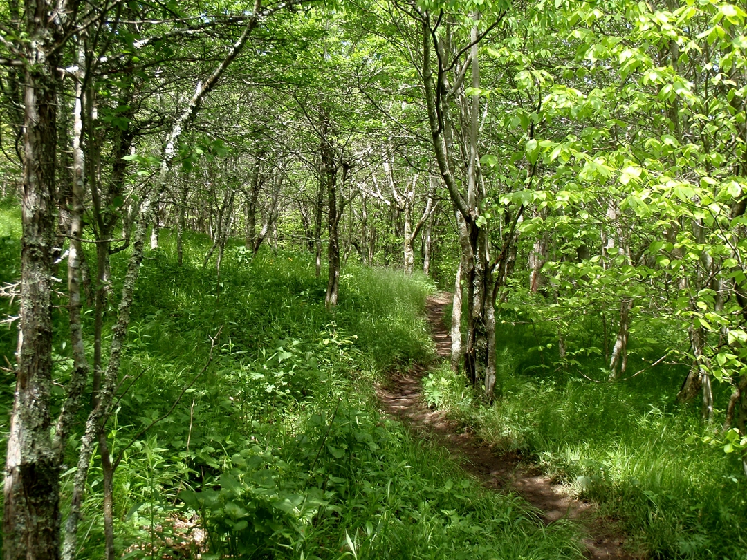 Bradley Gap, Appalachian Trail