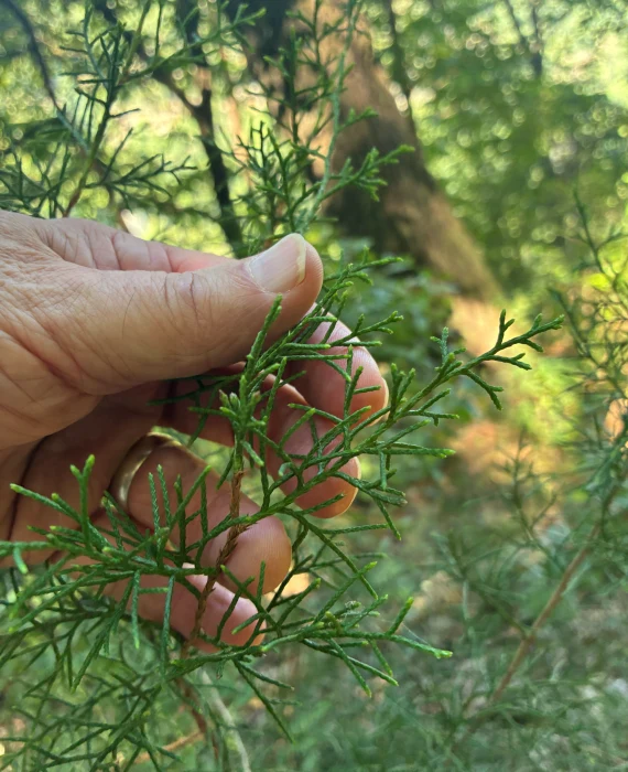 Eastern Red Cedar. Eastern Red Cedar.