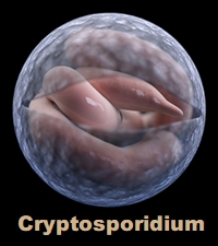 Cryptosporidium