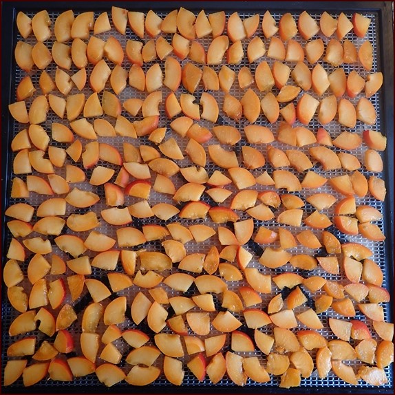 Thirteen apricots cut into slices on an Excalibur Dehydrator tray.