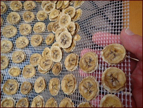 Removing slightly sticky bananas from an Excalibur dehydrator tray. Flexible mesh sheets make it easy.
