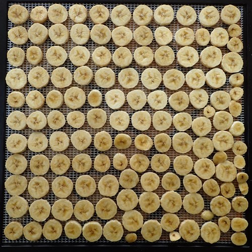 Sliced bananas on an Excalibur dehydrator tray. Holds five medium bananas.