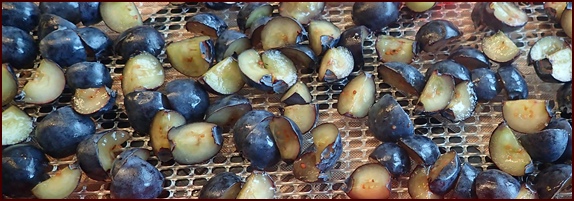 Blue berries cut into half and quarters for dehydrating.