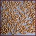 Dehydrating Chickpeas