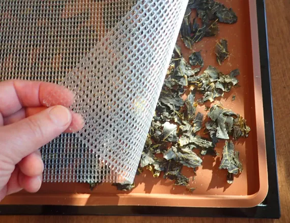 Covering collard greens with a mesh sheet. Covering collard greens with a mesh sheet.