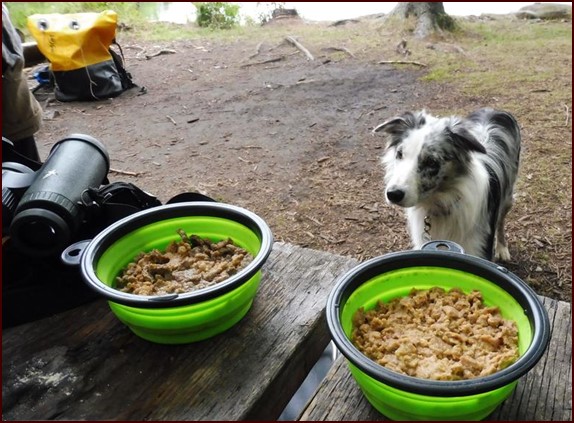Amy the dog waiting for her backpacking meal.
